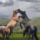 Mongol Nature