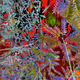 Flora and Fauna