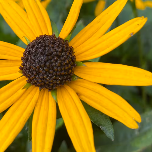 Rudbeckia