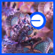 Base Fractal