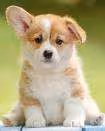 puppy