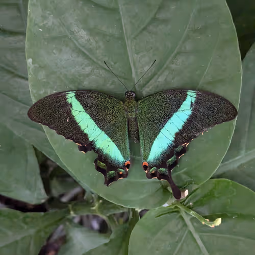 Imperfect Beauty #41