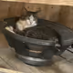 Base cat