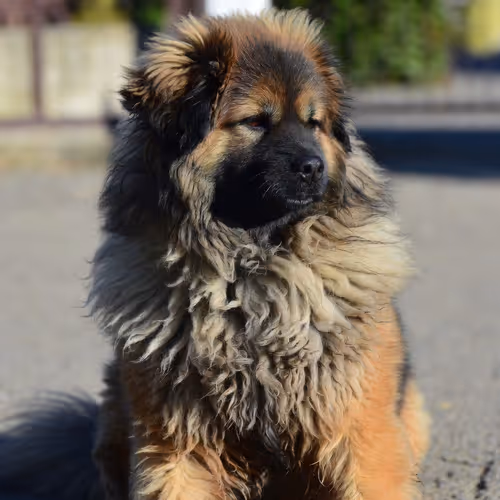 DOGGO