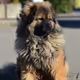 DOGGO