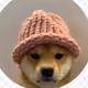Dogwifhat
