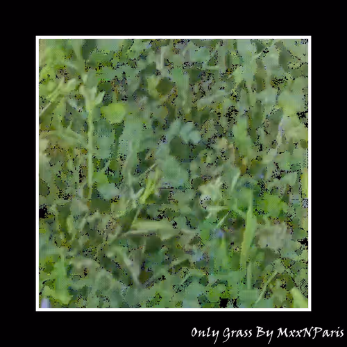 Only Grass 1204
