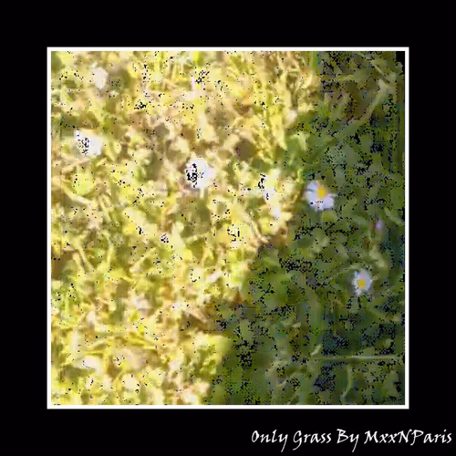 Only Grass 1240