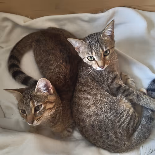 Cutest Cats