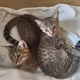 Cutest Cats