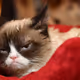 grumpyCatNFT