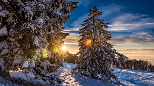 Serenity in Winter #37