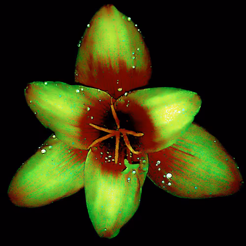 Rain Lily DM2