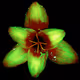 Rain Lily DM2