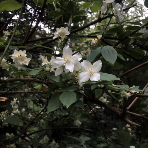 Philadelphus