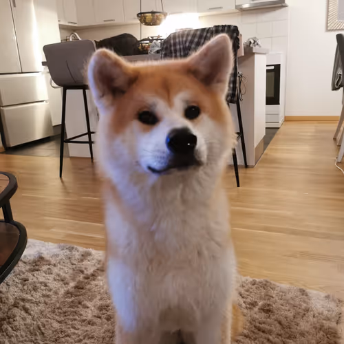 akita_Okimi