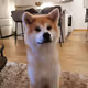 akita_Okimi