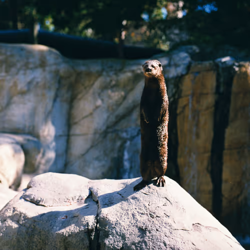 O hi!