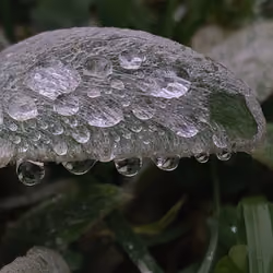 rain