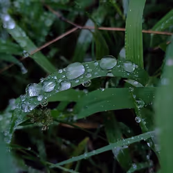 rain