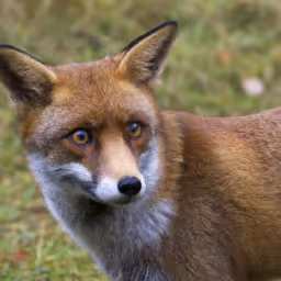 FOXI