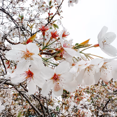 Blossom 53