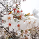 Blossom