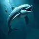Sea Creature Collection
