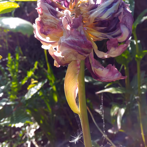 Caduca NFT Collection, https://foundation.app/collection/caducabyBS