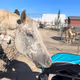 Rodeo posts