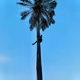 Rodeo posts
