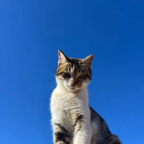 King of the Blue Sky 🐾