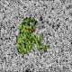 Python Animations