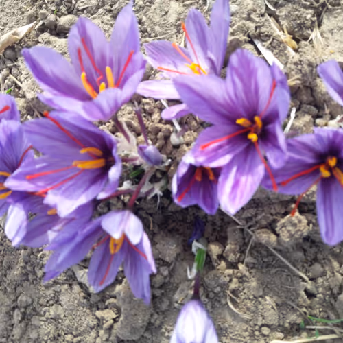 Saffron Flowers 2