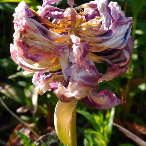 Pick your FREE Caduca I, https://foundation.app/@BarbaraSchneider