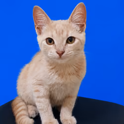 Base Mia Cat
