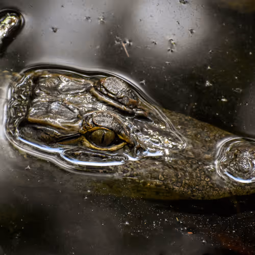 Real World Alligators