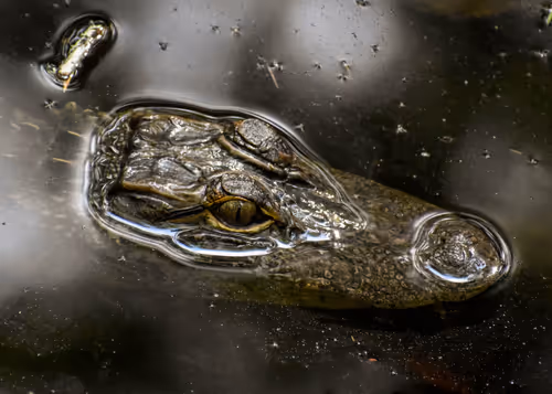 Item #20446470597216387752347798565078366477892624415734561852501820676731958198273 Media