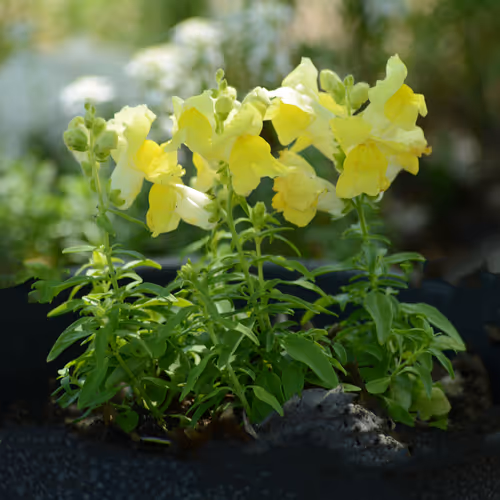 Yellow Snapdragons And Candytuff