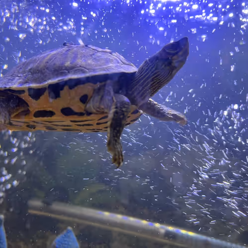 Turtle~Sama