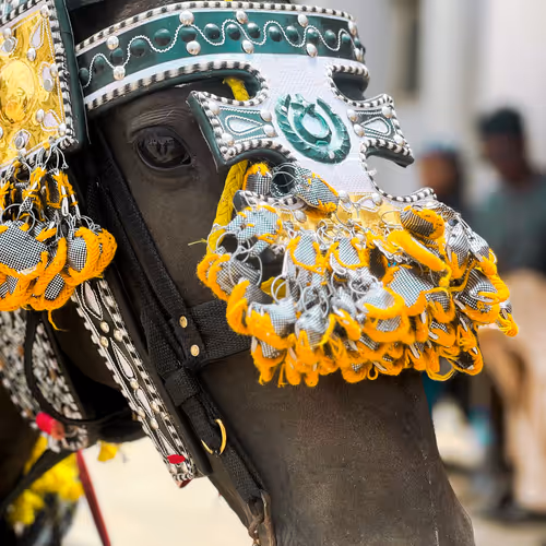 Durbar Festival: Men and Horses