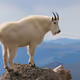 goatfather
