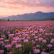 Moment - field of flowers - 002