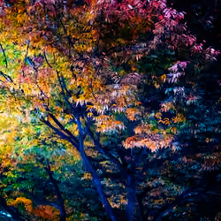 Nice colored tree