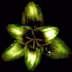 Rain Lily DM7