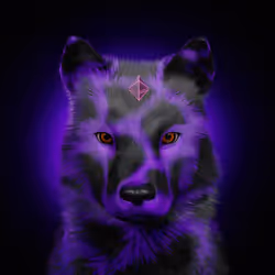 Wolf #24