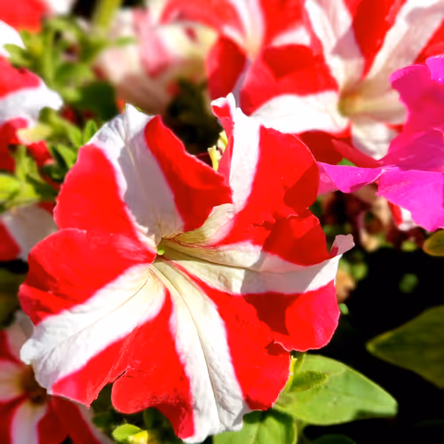 Flower 1219