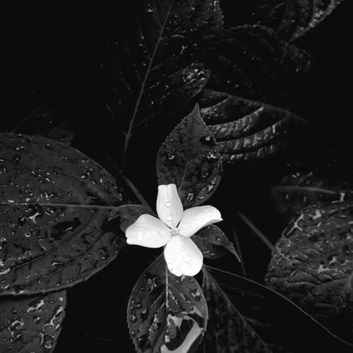 The Lonely Blossom