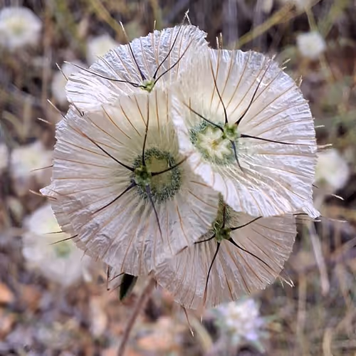 Silent Bloom