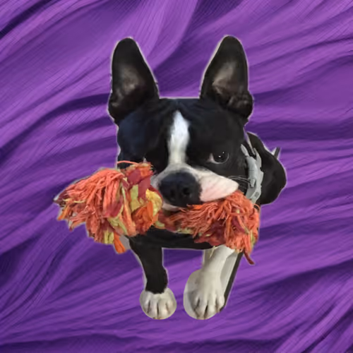 Sitting Dog 1